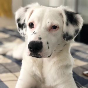 Meet your Posher, Shelby